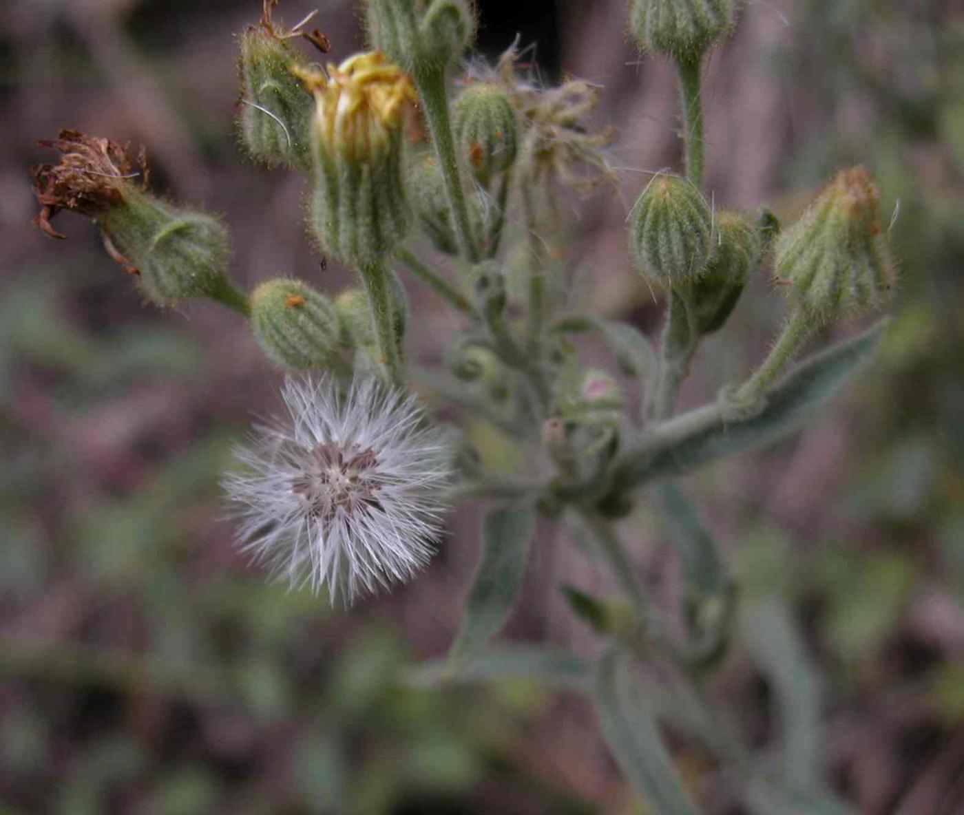 Andryala, Common fruit